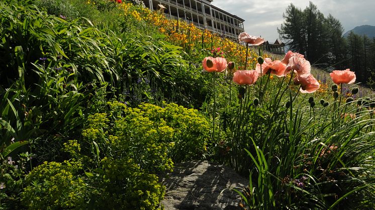 Artenvielfalt, Botanischer Garten Schatzalp, Davos