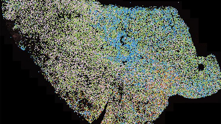 Genom visualisering skapas kartor över vävnadssnitt från ett dussintal tumörer för att se hur cellerna som identifierats i studien är organiserad i tumörvävnaden. Här en cellkarta över ett 2x1,5 mm stort tumörsnitt. Bild: Mats Nilsson 