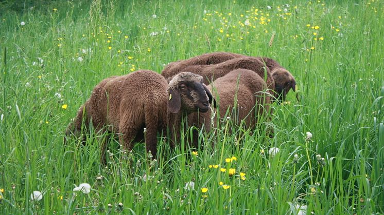 Goetheanum-Gartenpark – beweidet auch vom Engadiner Bergschaf