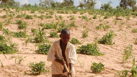 Jordbruk i Sahel