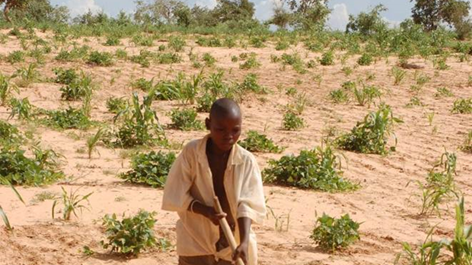 Torrtåliga arter frodas trots att regnen återvänder i Sahel