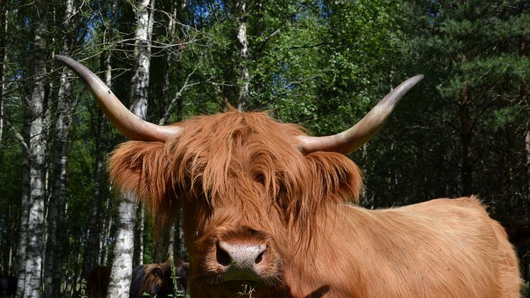 Det torra  vädret gör att många av kommunens djurägare har brist på bete och foder. Foto: Helen Clargården