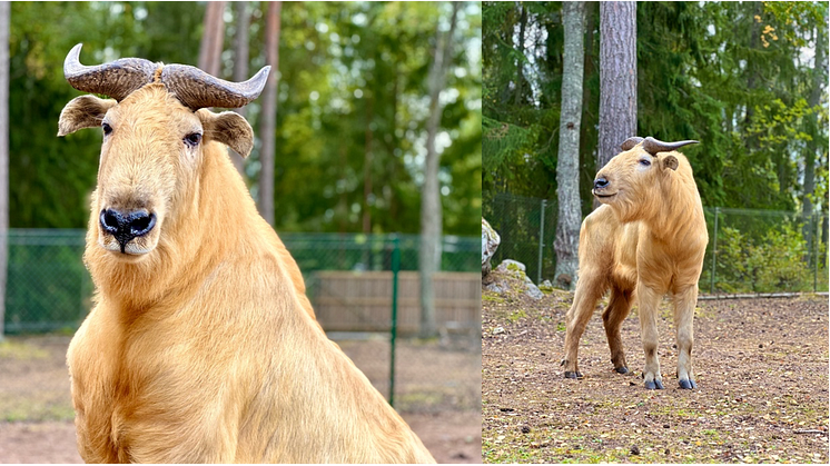 Framsteg i Furuviks bevarandearbete