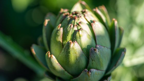 Upptäck Blekinges lokala delikatesser genom att besöka länets gårdsbutiker.