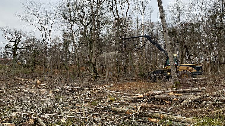 Mekaniserad restaurering av en betesmark i Ekerö kommun. Foto: Örjan Grönlund, SLU/Skogforsk