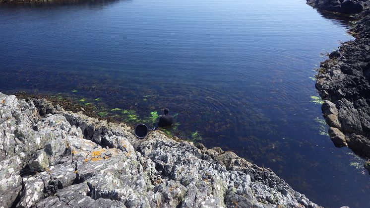 Under en sommarkurs på en norsk forskningsstation kan studenter lära sig mer om insamling av marina smådjur och artsidentifiering. En av lärarna är forskaren Sonja Leidenberger, lektor i biovetenskap vid Högskolan i Skövde.