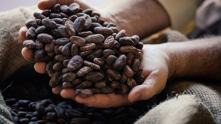 Miliard dolarów do 2030 roku — Mondelēz International zwiększa nakłady na zrównoważone pozyskiwanie kakao
