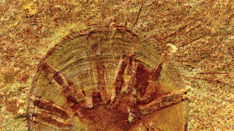 Fossil armfoting med tubformade parasiter