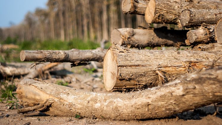 I Verdens Skoves nye rapport Climate Change, Biomass and the Forest kan man læse at Danmark nu er det land, der importerer 2. flest træpiller i verden og vi bruger suverænt flest træpiller per indbygger på verdensplan. 
