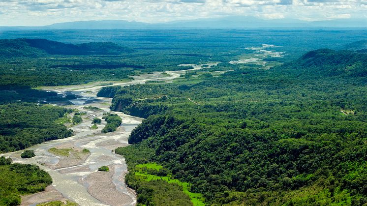 Amazonas-regnskoven er et af de store, vilde skovområder, vi har tilbage på Jorden.   