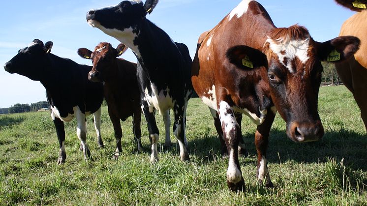 Arla lisää maidontuotannon läpinäkyvyyttä ja jatkaa ilmastokartoituksia