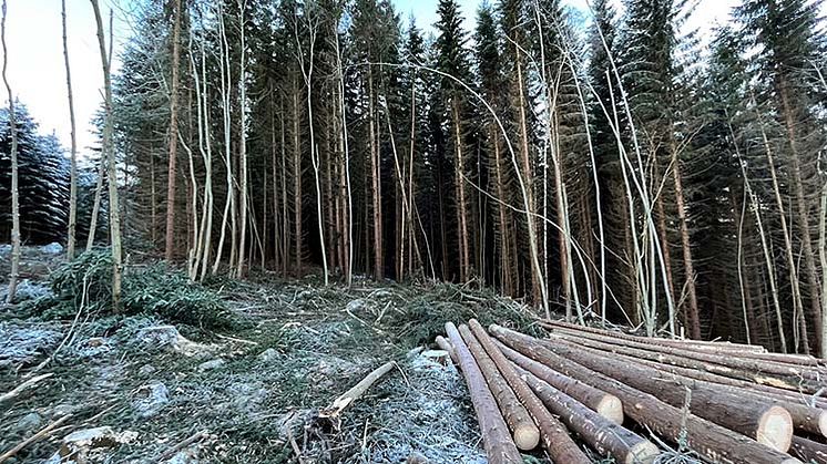 Avverkad skog i Bromsbergets naturreservat. Foto: Anders Heurlin. 