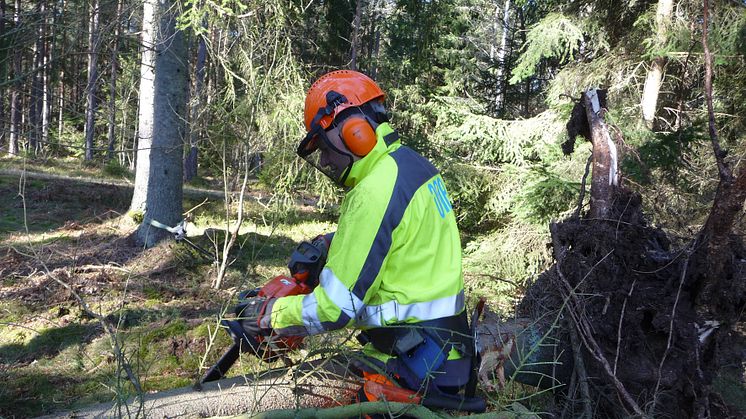 ONE Nordic AB röjer ledningsgator i norra Sverige åt E.ON Elnät