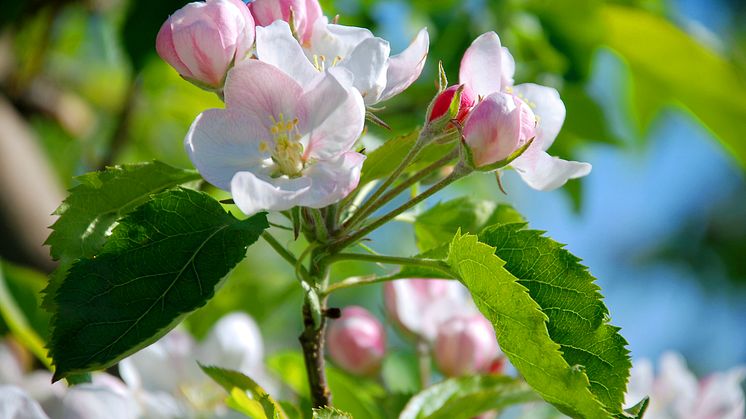 Nu har de efterlängtade blommorna äntligen slagit ut.