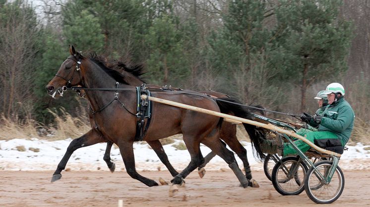 Fyra svenskhopp i Prix d’Amerique 2013