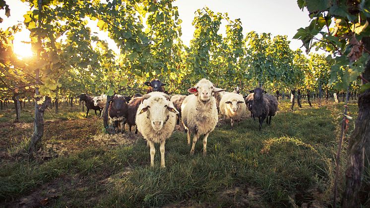 Loimer Biodynamic