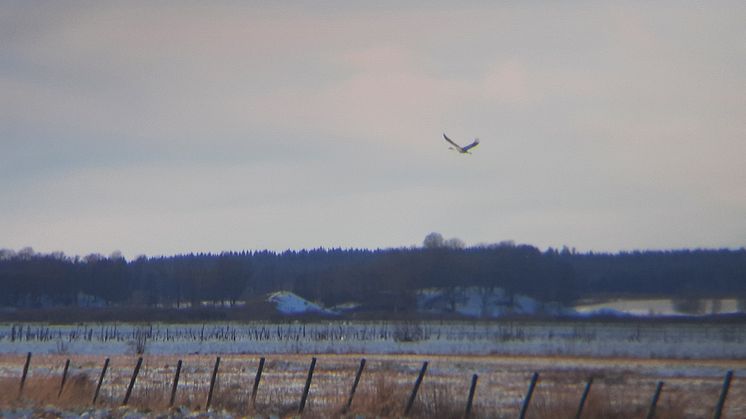 Årets första trana vid Hornborgasjön 2022