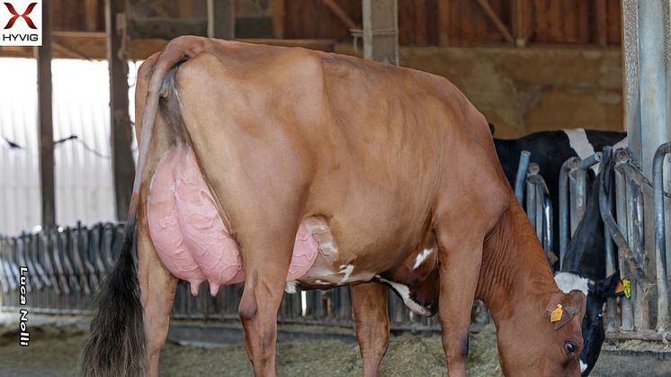 Crossbred daughter of Norwegian Red bull Skjelvan. Excellent fertility and production of 16,366kg ECM. Photo: Luca Nolli