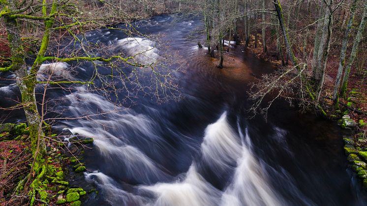 Fors och svämlövskog i Säveåns Natura 2000-område. Fotograf Mikael Svensson. 