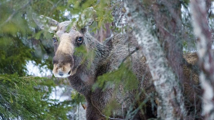 Länsstyrelsen i Dalarnas län har antagit en ny klövviltsplan för länet. Foto: Mostphotos