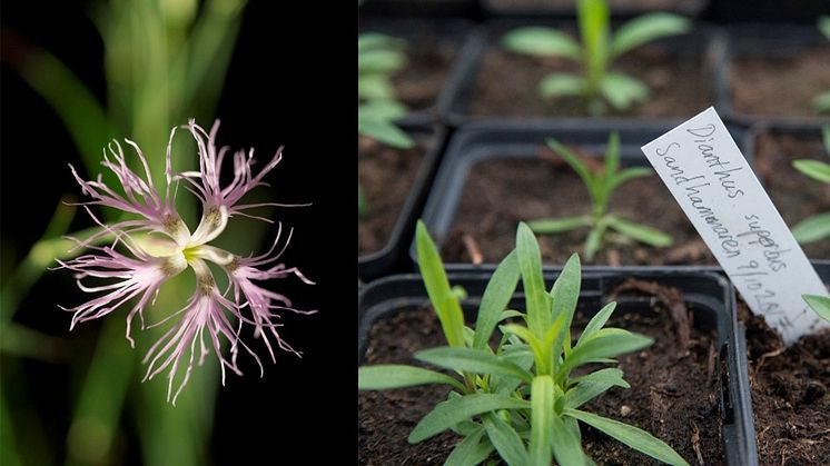 Praktnejlika, Dianthus superbus, i odling på Fredriksdal museer och trädgårdar. Foto: Anna Bank.