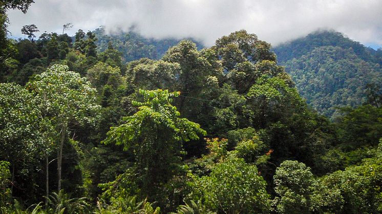 Tropisk regnskog på Borneo. Foto: Petter Axelsson, SLU