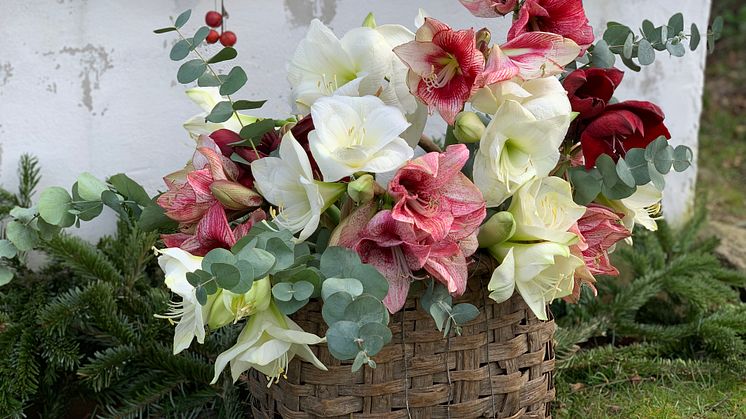 Olika sorters amaryllis och eucalyptus. Foto: Blomsterfrämjandet/Ulrika Grönlund