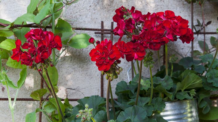 Årets Pelargon 2013: Pelargon 'Velvet Red', Pelargonium x hortorum Tango-serien 'Velvet Red'