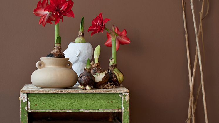 Amaryllis är en spektakulär växt som är härlig att följa från knopp till blomning. Foto: ibulb/Blomsterfrämjandet