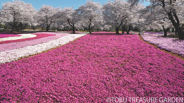 Experiencing the Joys of Spring in Japan. Four Popular Half-Day Flower Viewing Trips in Easy Reach of Tokyo