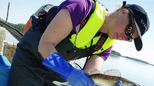 Ulrika Beier disputerar på en avhandling om fiskpopulationer, näringsvävar och ekosystem i insjöar. Här mäter hon en gös i Mälaren. Foto: Eva Kylberg