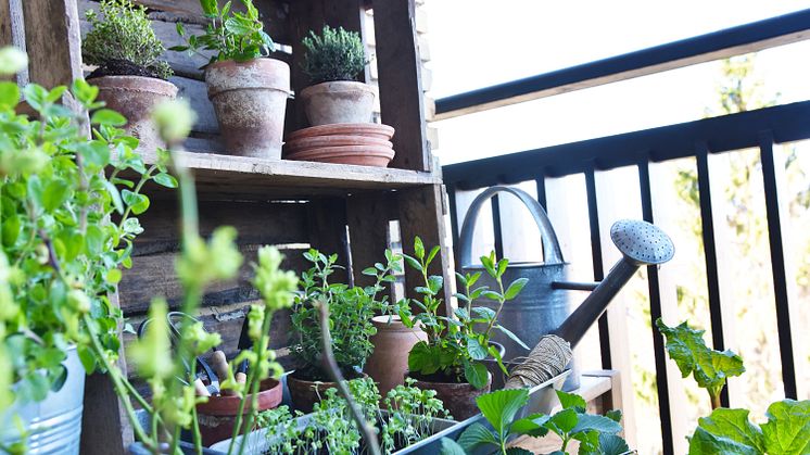 Hos Plantorama oplever man tydeligt en stigende interesse for at dyrke frugt, grøntsager og krydderurter til eget forbrug blandt danskerne. Foto: PR. 