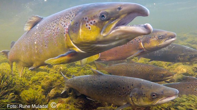 Förrymd odlad lax (förgrunden) tillsammans med vildfödd (bakgrunden, mot botten) under leken i norsk älv. Foto: Rune Muladal