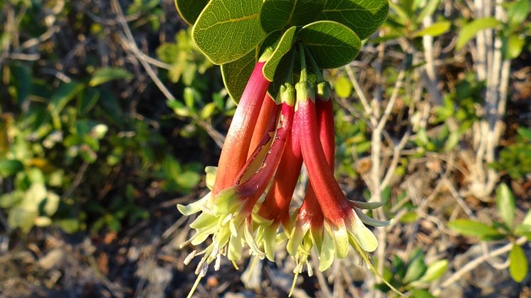 Inte utdöd, men nära döden, precis intill ett dagbrott på Nya Kaledonien. Den endemiska tuggummiväxten Pycnandra longiflora. Foto: Rosa Scopetra 