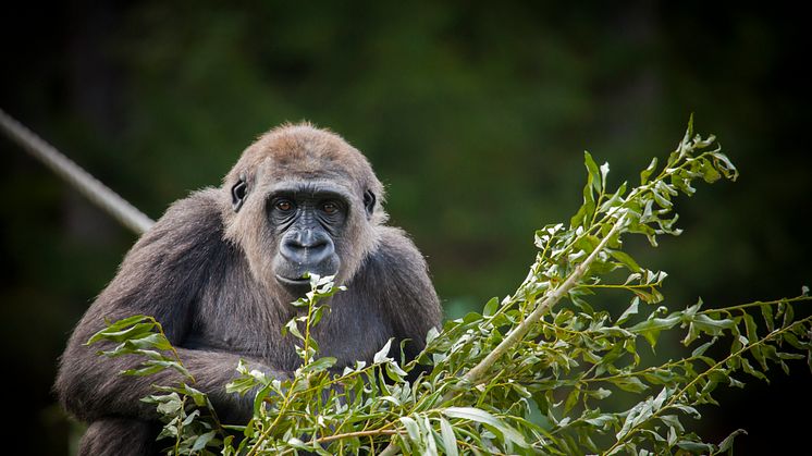 Låglandsgorilla på Kolmårdens djurpark 