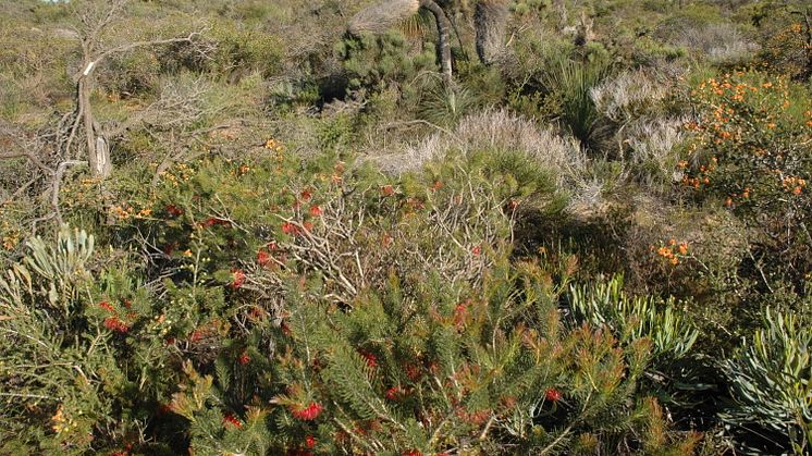 The kwongan shrublands near Lesueur National Park, Western Australia are so species-rich that some botanists refer to them as “knee-high tropical rainforests”. 
