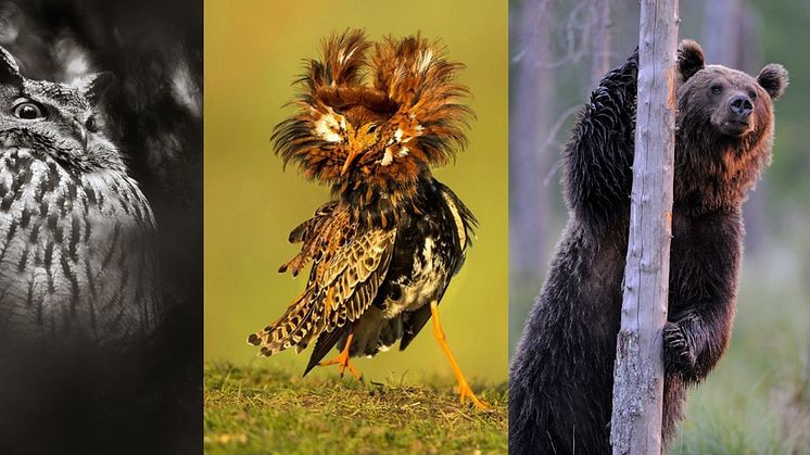 Vinnare och förlorare i svensk natur. Foto: Viktor Sundberg/N, Brutus Östling/N, Magnus Elander/N