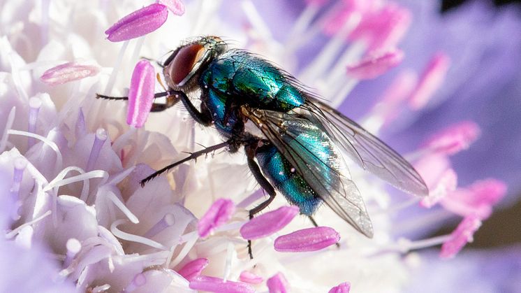 Spyfluga från fotoutställningen SURR. Foto: Lena Granefelt.