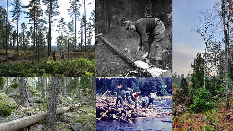 2023-08-24 Seminarium: Nya dimensioner i skogarnas kulturarv