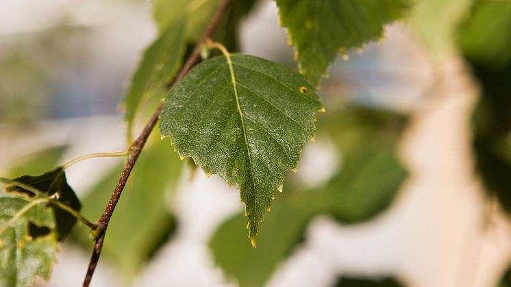 Genom att tryckkoka björklöv plockade på Umeå universitets campus har forskarna lyckats få fram kolpartiklar som kan användas som råmaterial i organiska halvledare. Foto: Mattias Pettersson