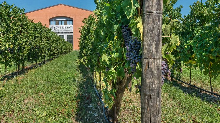 Matglad Soave från välrenommerad vingård