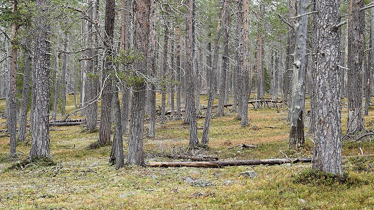 © Matti Aikio, Peurakaira (stillbild från video), 2024. Courtesy of the artist.