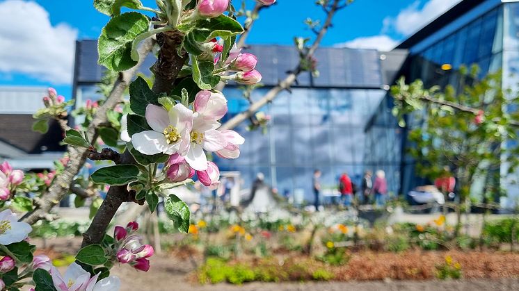 Dags för årets vårmarknad i Sjöparkens växthus