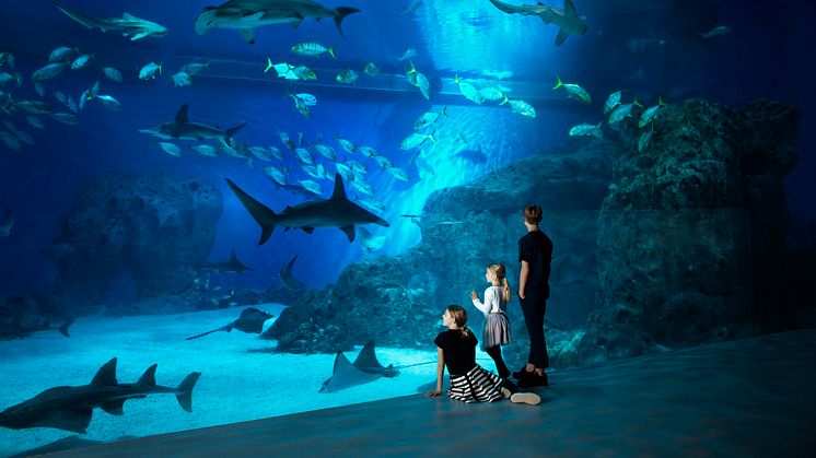 Få 50 % rabat på din entrébillet og sig godnat til dyrene på Den Blå Planet, Danmarks Akvarium.