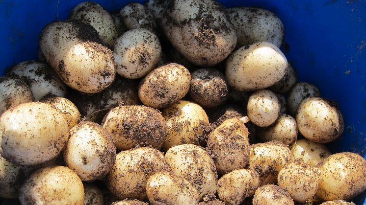 Årets första frilandsodlade potatis gick för 2 200 kr/kg