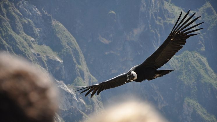 Närkontakt med Kondorer med Jambo Tours