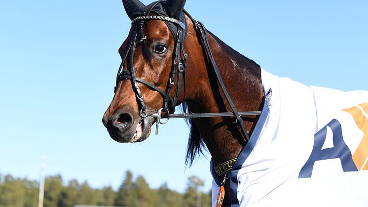 San Moteur blir favorit på Jägersro, men motstånd saknas inte.