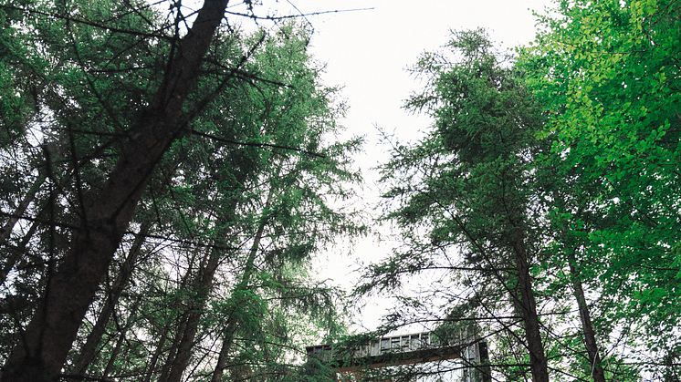 Hyssna Forest Resort - Treetop Cabin Foto_ Hyssna Forest Resort 17.jpg