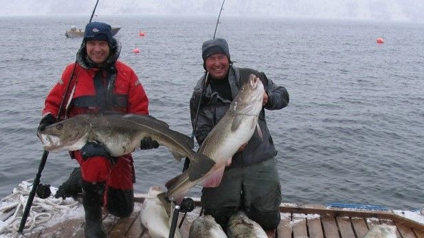 Torsk er også attraktivt blant norske fritidsfiskere (Foto: Thrond Haugen)