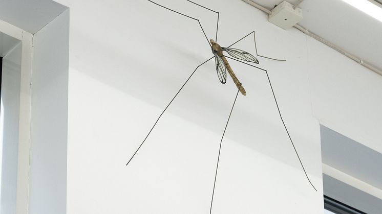 Ksenia Pedan, Untitled (crane fly), 2024. Detalj. Courtesy: konstnären och Issues, Stockholm